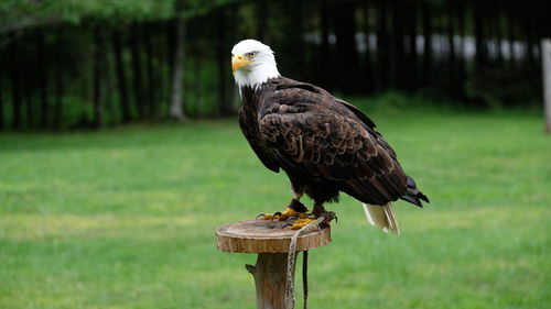 Bird perching on wooden post