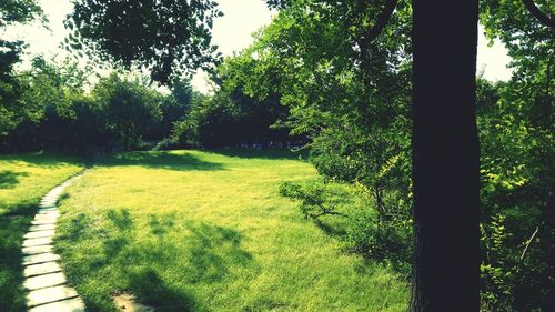 View of golf course in forest