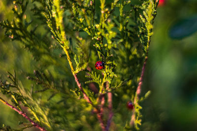 Close-up of ladybug on plant