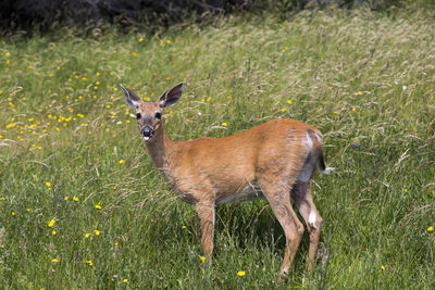  young female white-tailed deer standing in wildflowers staring with tongue hanging out