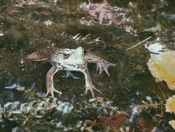 High angle view of turtle swimming in water