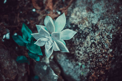 High angle view of flowering plant