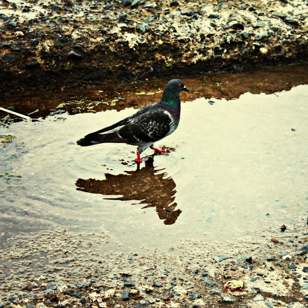 animal themes, bird, water, animals in the wild, wildlife, high angle view, duck, lake, nature, one animal, full length, rock - object, outdoors, day, river, mallard duck, reflection, rippled, no people, lakeshore