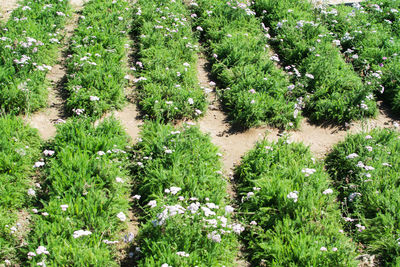 High angle view of flowering plants on land