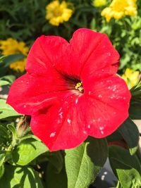 Close-up of wet flower blooming outdoors