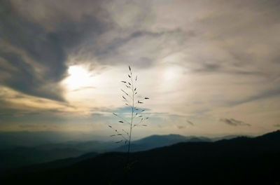 Silhouette plant on land against sky during sunset