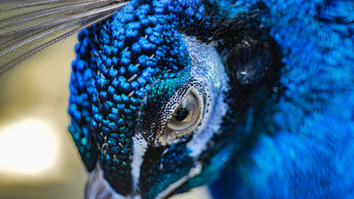 Close-up of a peacock