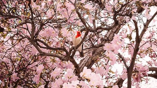 Low angle view of pink flowers on tree