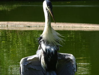 Close-up of a bird