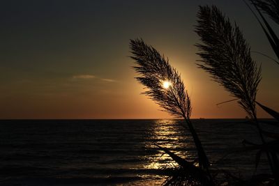 Silhouette tree by sea against sky during sunset