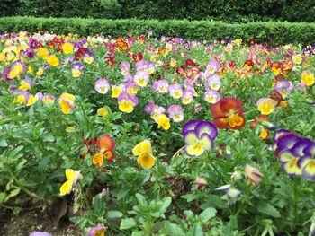 Colorful flowers in garden