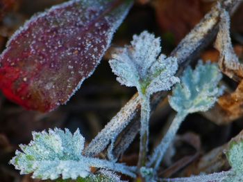 Close-up of frozen leaves