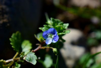 Close-up of blue flowers blooming outdoors