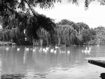 Scenic view of lake against trees