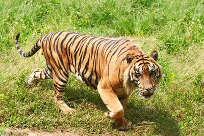 Full length of a tiger