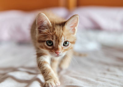 Portrait of kitten on bed