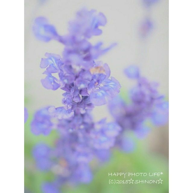 flower, transfer print, purple, freshness, fragility, growth, auto post production filter, close-up, beauty in nature, petal, nature, flower head, plant, focus on foreground, selective focus, blooming, no people, blue, day, outdoors