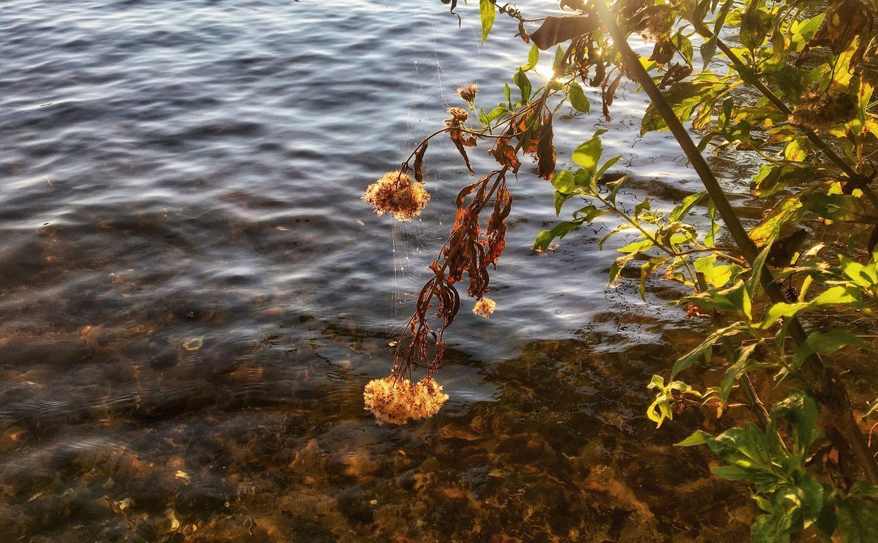 HIGH ANGLE VIEW OF LEAVES ON SEA