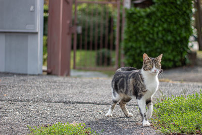 Portrait of cat 