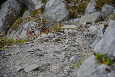 Close-up of lizard on rock