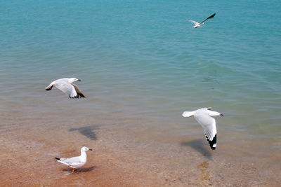 Seagull flying over sea