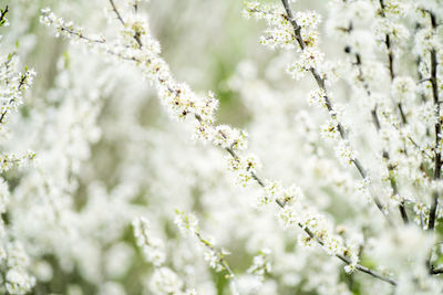 Close-up of cherry blossoms in spring