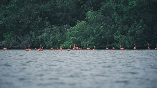 Flamingos on water by trees