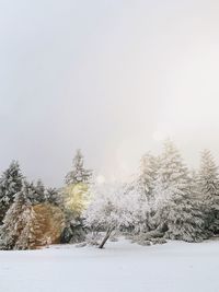 Snow covered land and trees against sky
