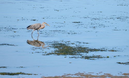 View of birds on lake