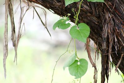 Close-up of leaves