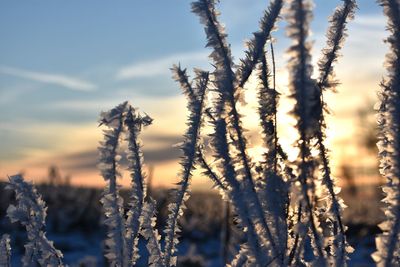 Close-up of snow covered plants against sky