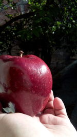 Close-up of hand holding strawberry