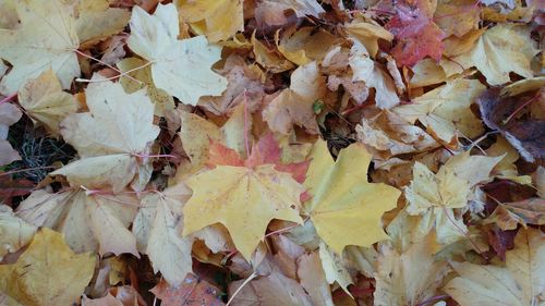 Full frame shot of autumn leaves