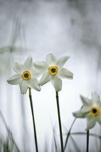 Close-up of white daffodil