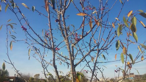 Low angle view of plants against blue sky