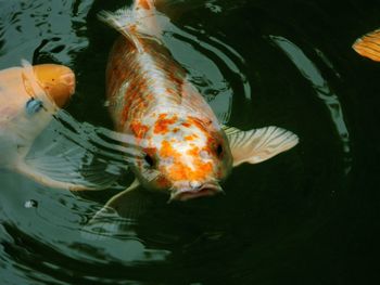 Close-up of koi fish in sea