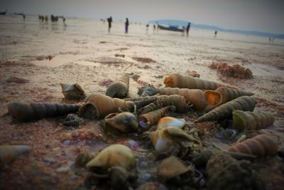 Close-up of seashells on beach