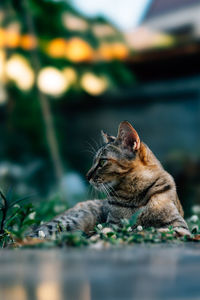 Cat relaxing on land