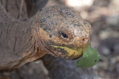 Close-up of lizard