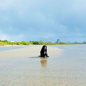 Dog at beach against sky