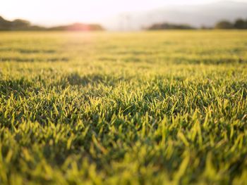 Close-up of grass on field