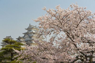 Low angle view of cherry blossom tree by building against sky