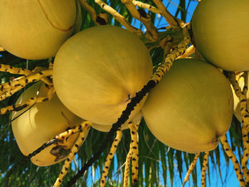 Low angle view of oranges growing on tree