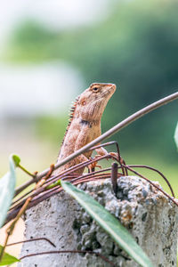 Close-up of lizard