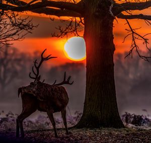 View of deer on tree trunk during sunset