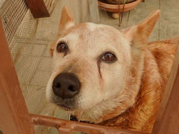 Close-up portrait of a dog