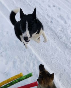 High angle view of dog on snow