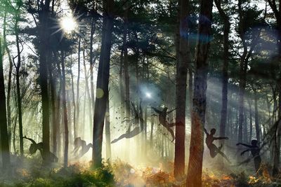 Sun shining through trees in forest