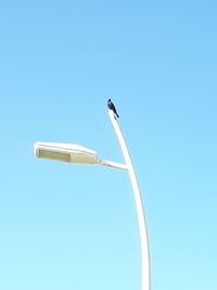 Low angle view of bird perching against clear blue sky