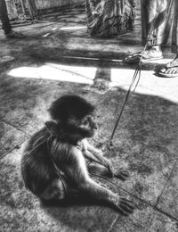 Dog looking away while sitting on floor